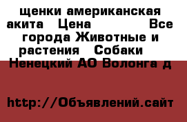 щенки американская акита › Цена ­ 30 000 - Все города Животные и растения » Собаки   . Ненецкий АО,Волонга д.